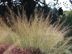 Tall moor grass "Windsäule" (Molinia arundinacea), 3 L pot