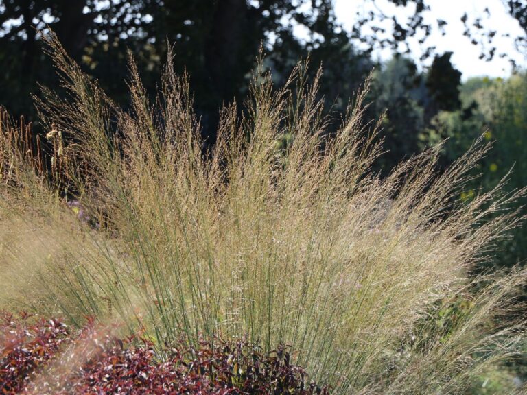 Molinia arundinacea "Windsäule" 3L