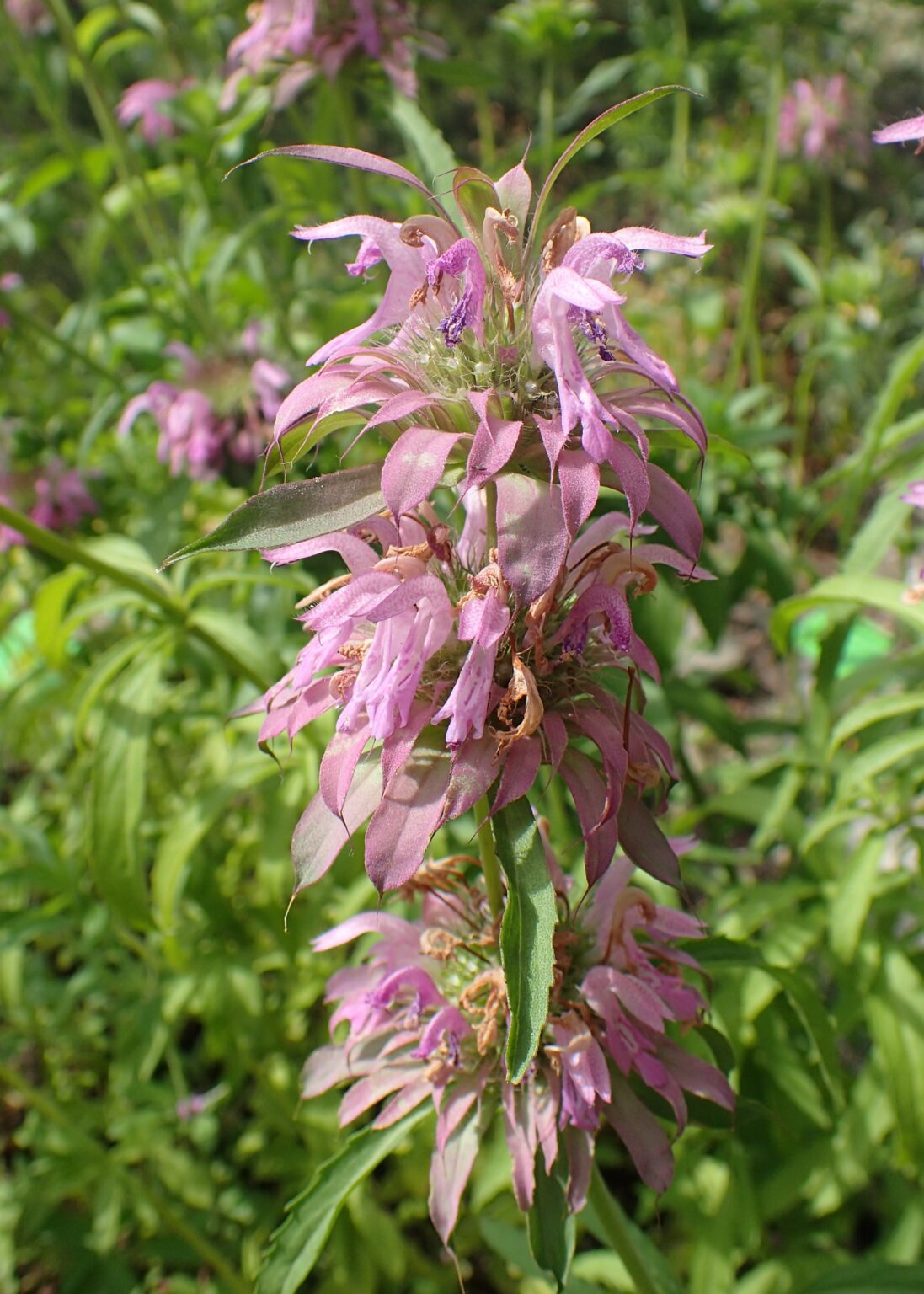 Lemon monarda "Purple" Žalia stotele 0.3 g