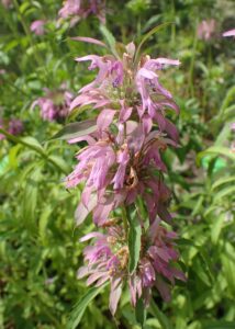 Sidrunmonarda "Purple" Žalia stotele 0,3 g