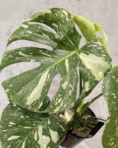 Monstera "Thai Constellation", 6 cm pot