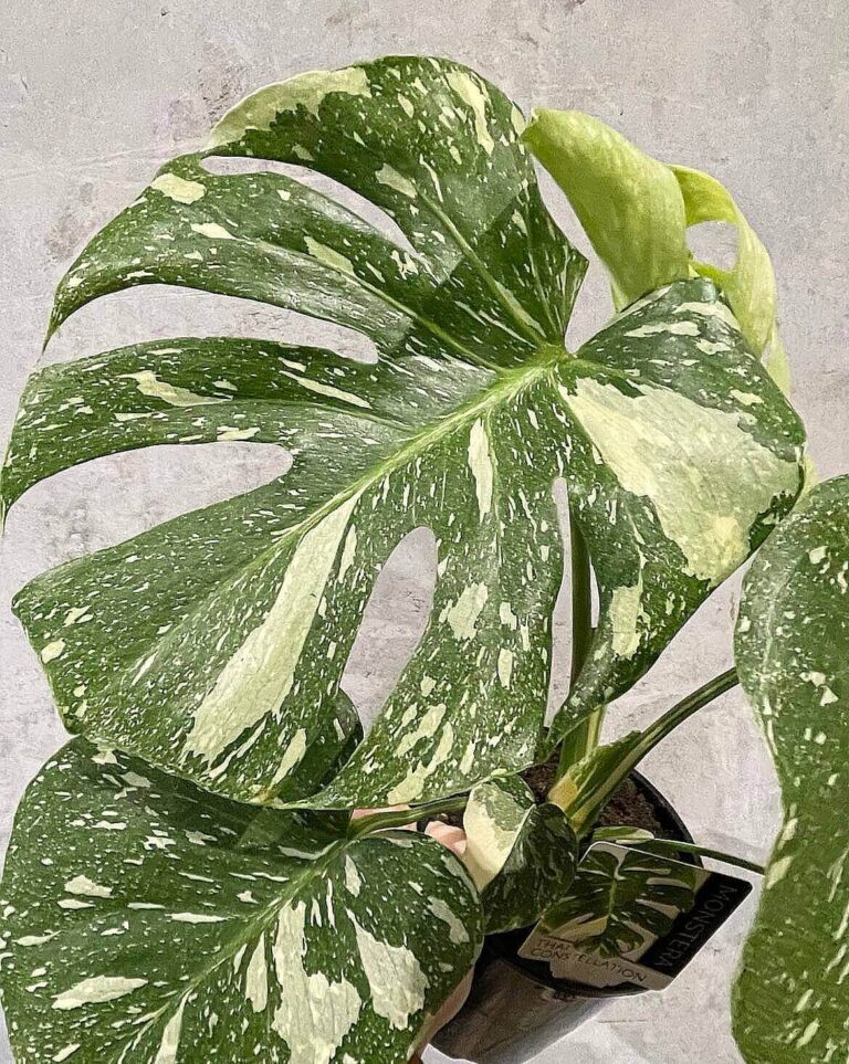 Monstera "Thai Constellation", 6 cm vazonas