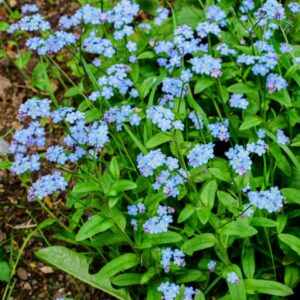 Myosotis Mustvee P9