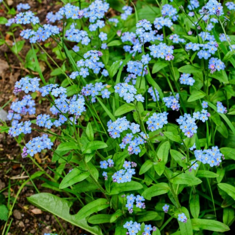 Myosotis Mustvee P9