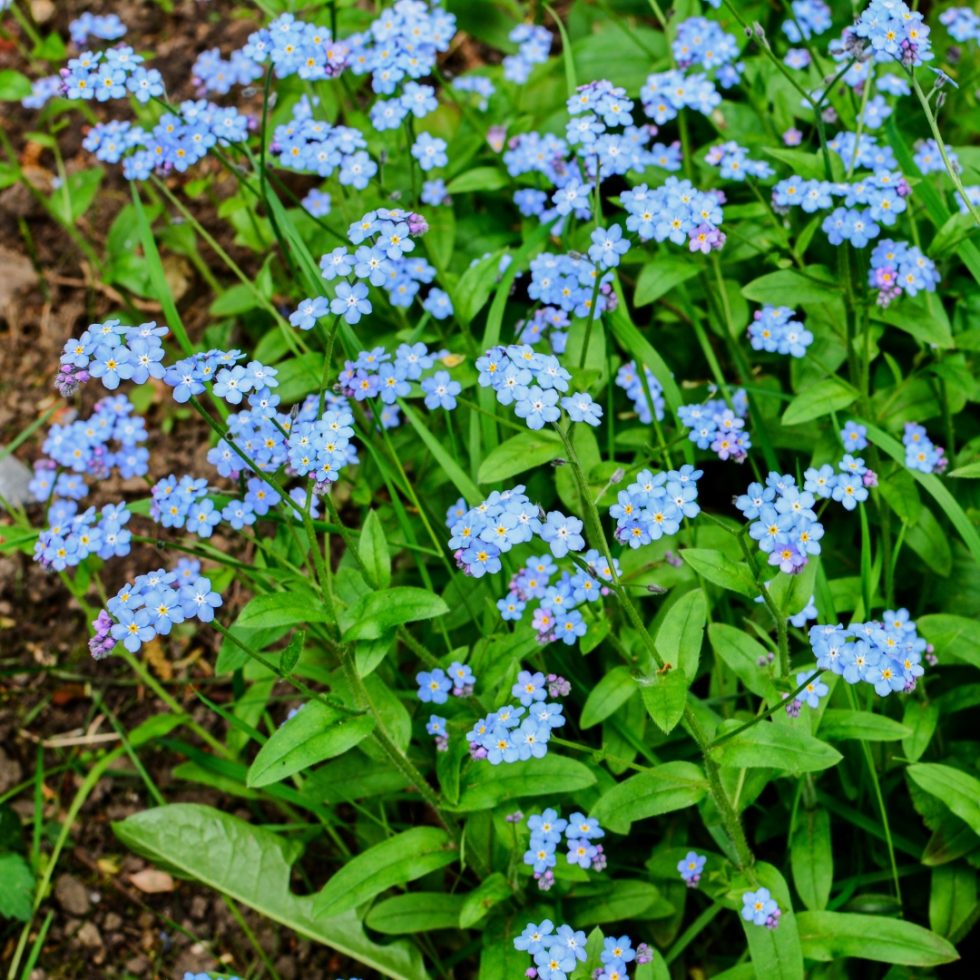 Lemmikki (Myosotis), 9 cm ruukku