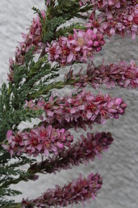 Мирикария германская (Myricaria germanica)