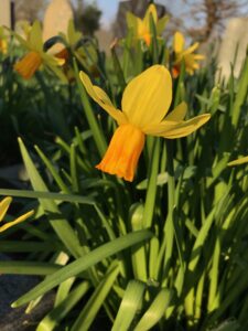 Narcissus "Jet Fire"