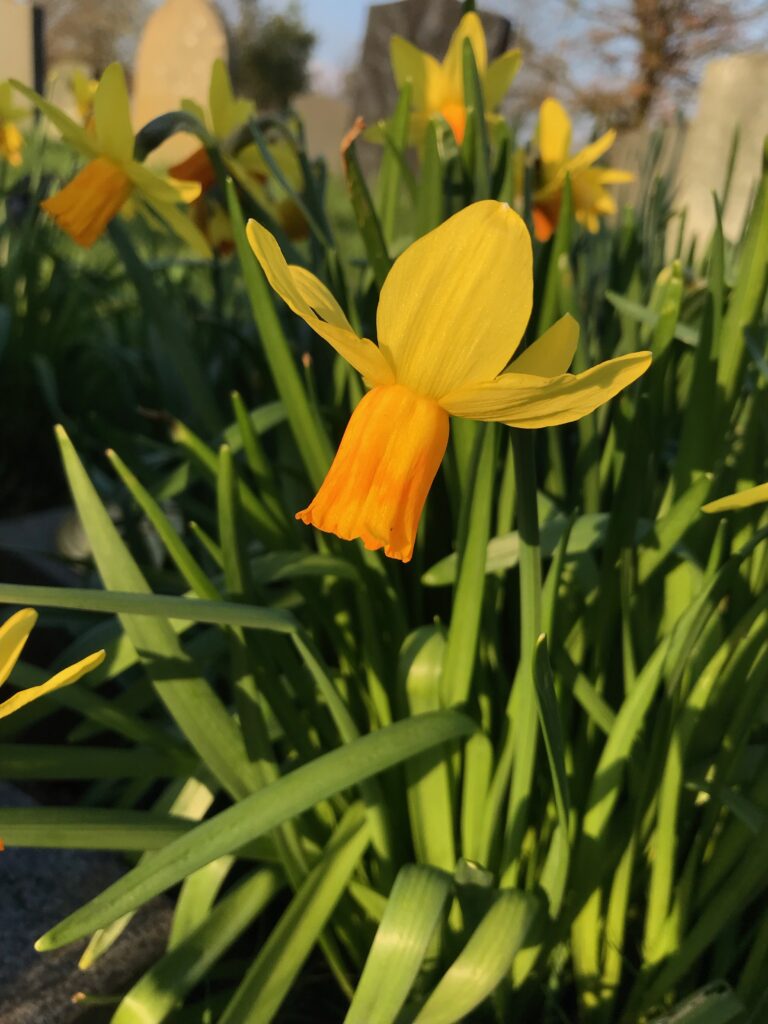 Narcissus "Jet Fire"