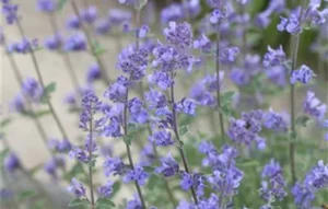 Nepeta faassenii "Grog" 12 cm pott