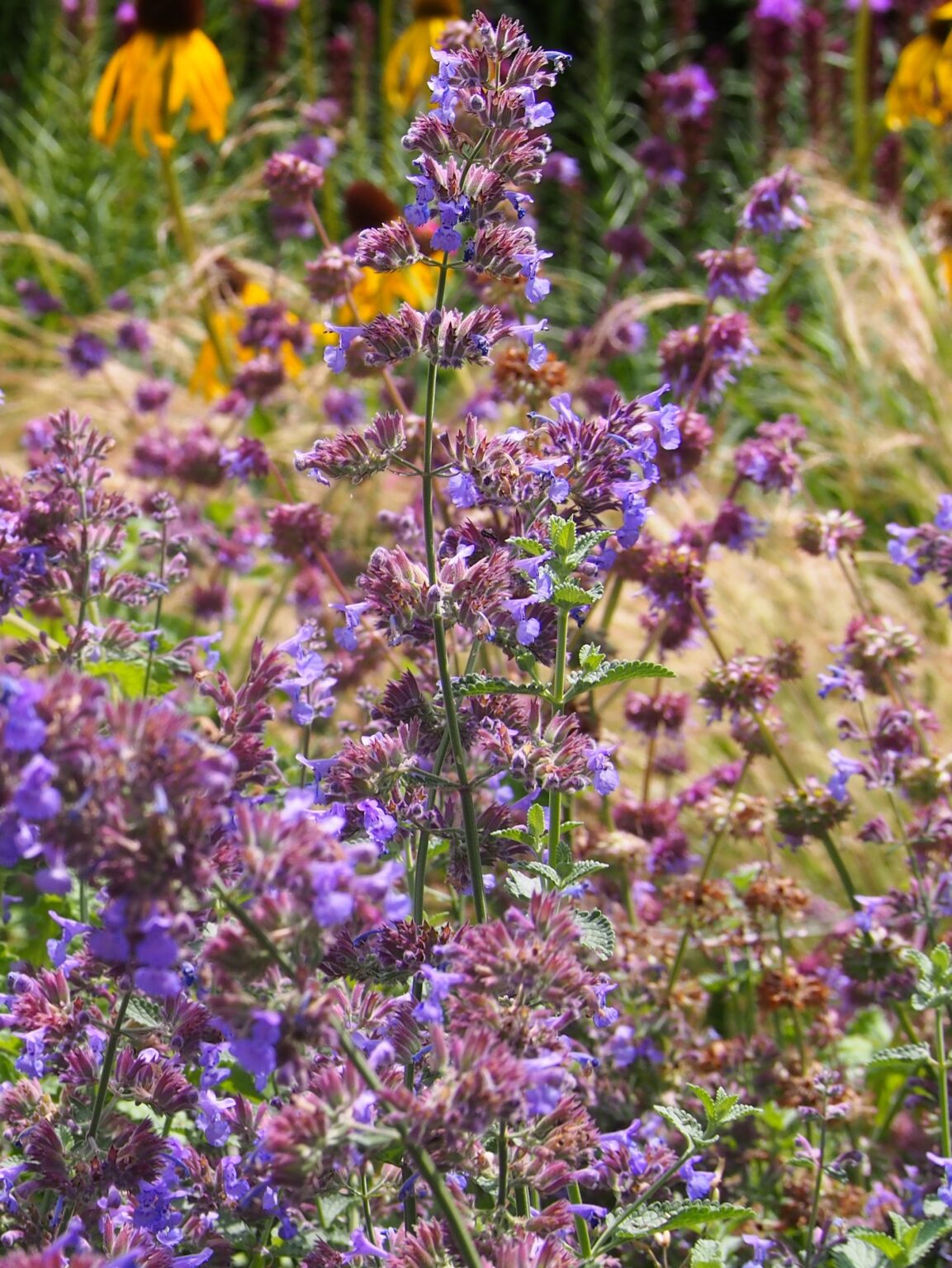 Nepeta faassenii "Six Hills Giant"