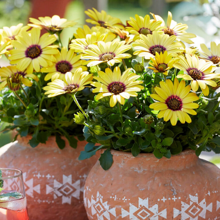 Osteospermum "Senorita Kiki"