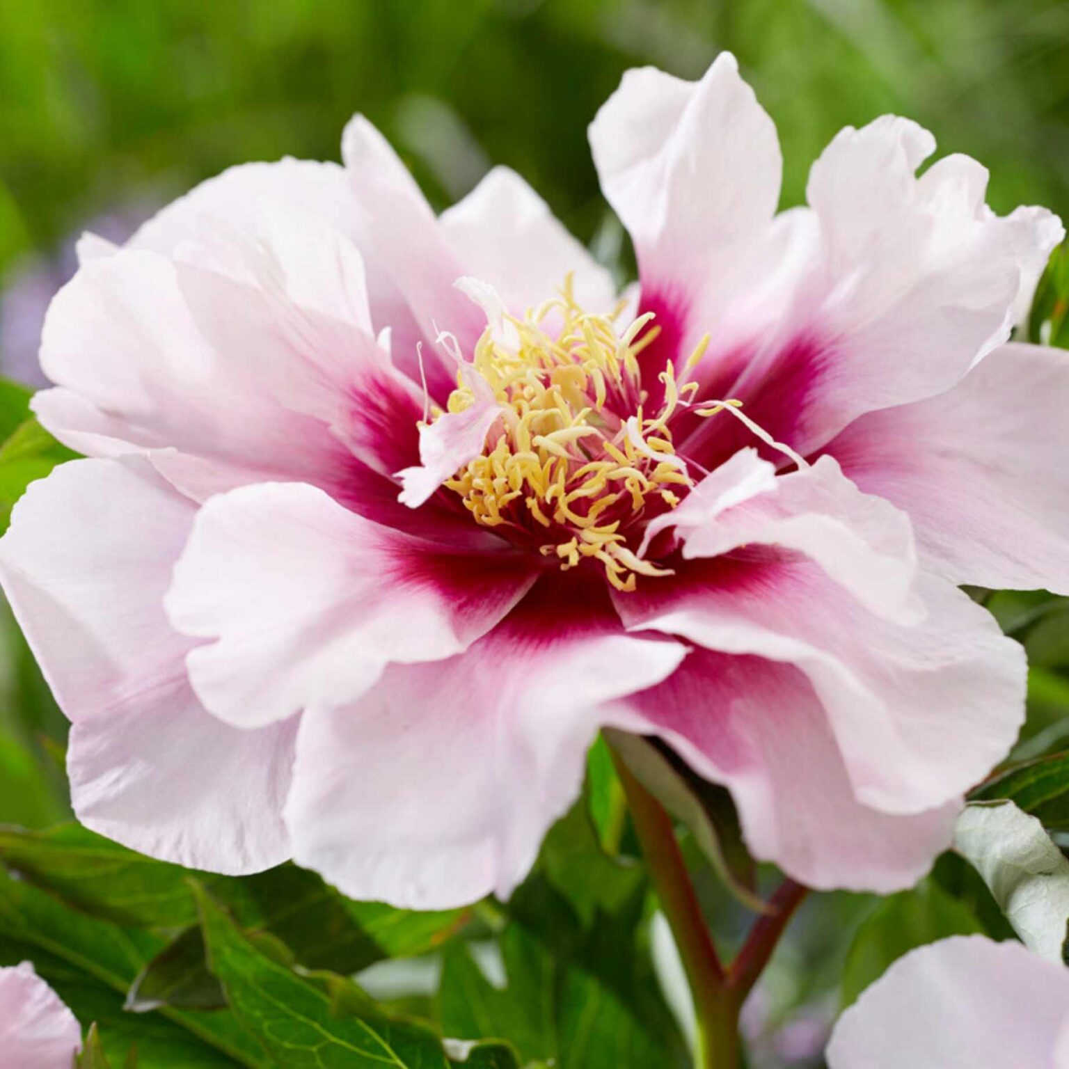 Paeonia Itoh "Cora Louise"