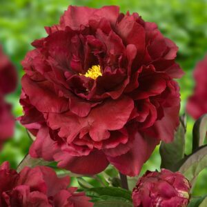 Пион молочноцветковый "Black Beauty"