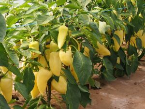 Capsicum an. "Monanta"