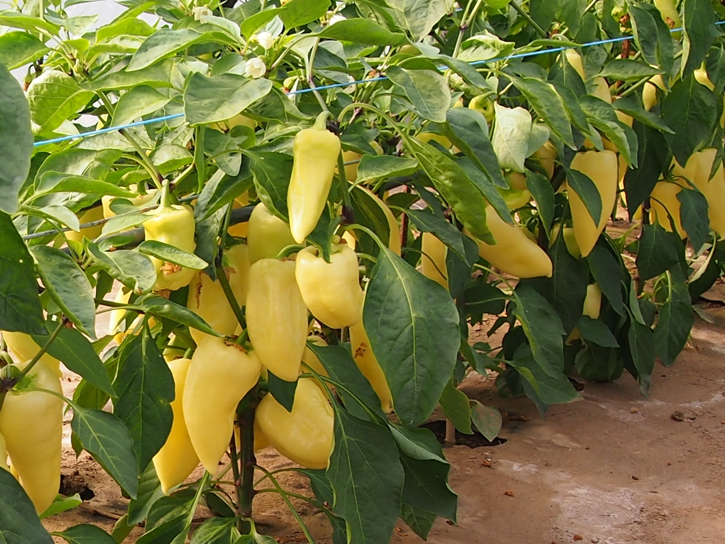 Paprika "Monanta" (Capsicum annuum), stāds
