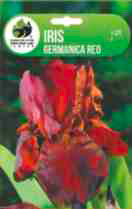 Iris germanica red