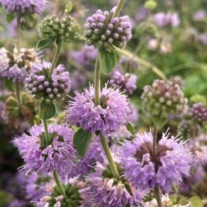 Mentha pulegium, 9 cm vazonas