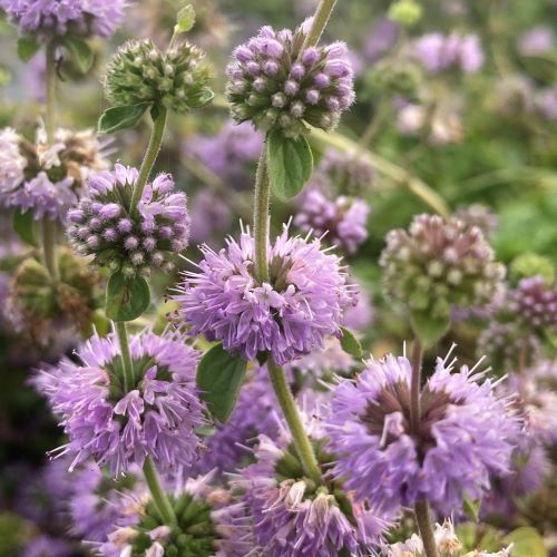 Poleiminttu (Mentha pulegium), 9 cm ruukku