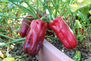 Capsicum an. "Rajen"