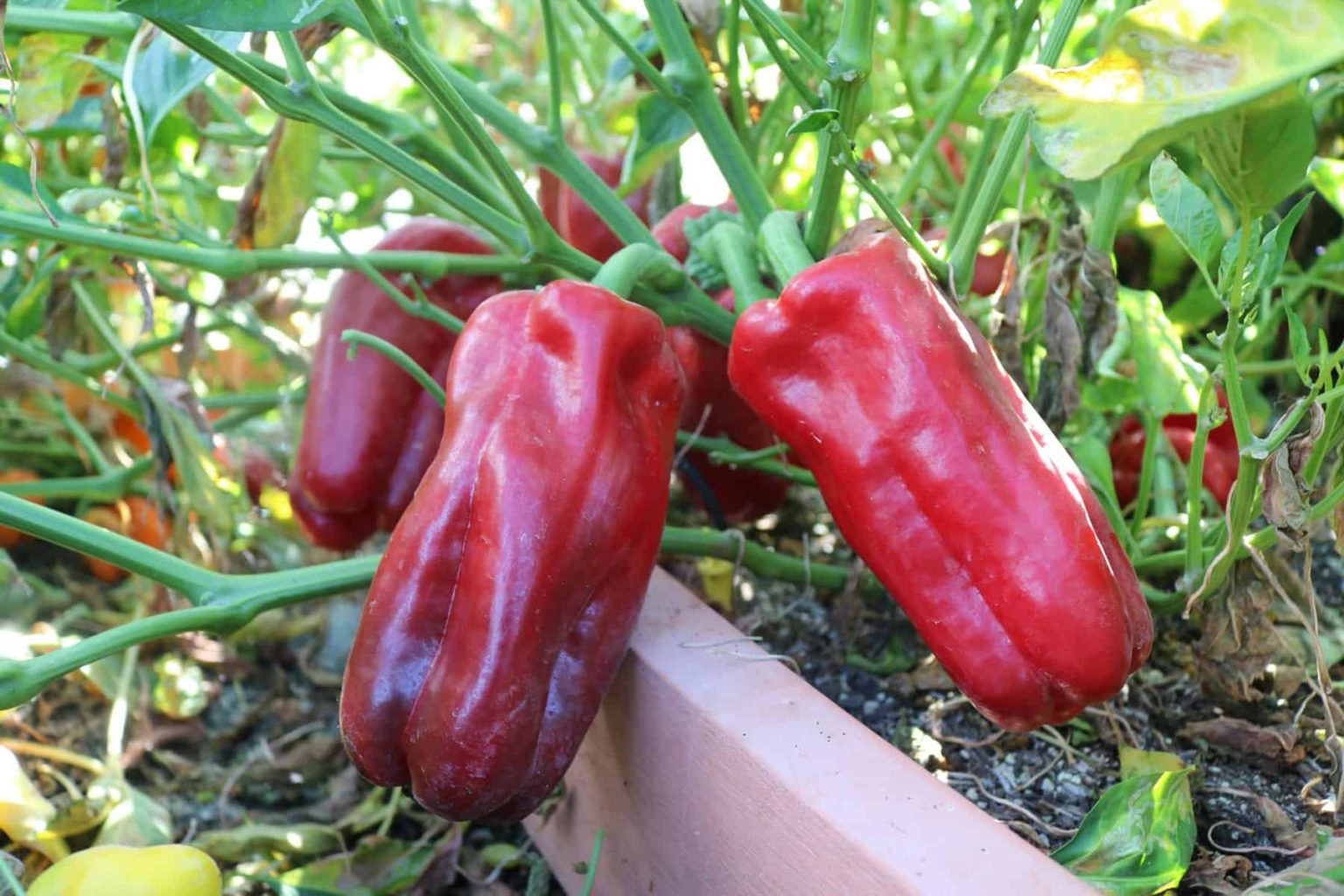 Capsicum an. "Rajen"