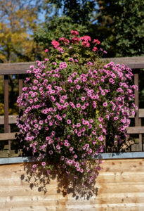 Petunia ampel