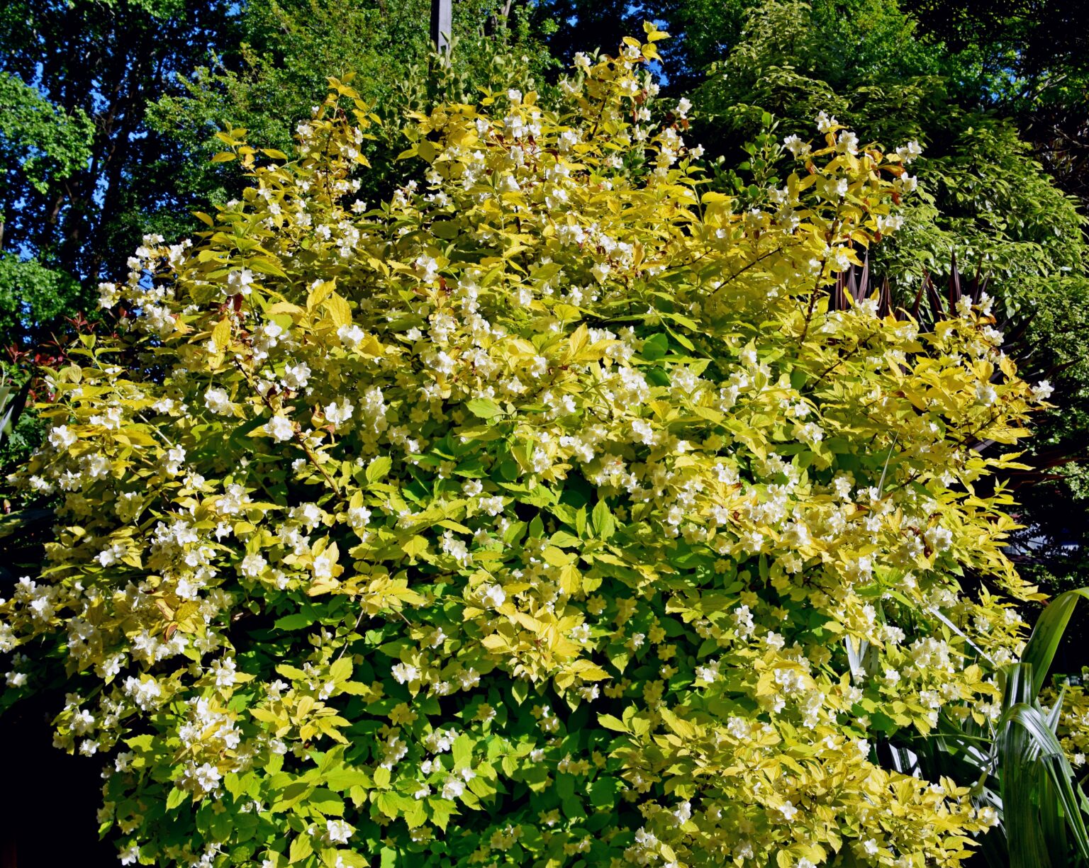 Philadelphus coronarius "Aureus"