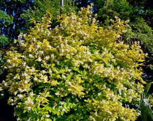 Philadelphus coronarius "Aureus"