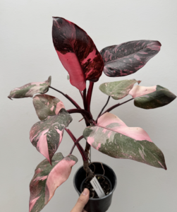 Filodendras Pink Princess Marble, 6 cm vazonas