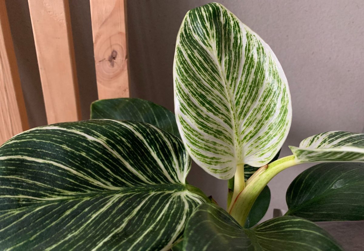 Philodendron White Measure 6 cm pott