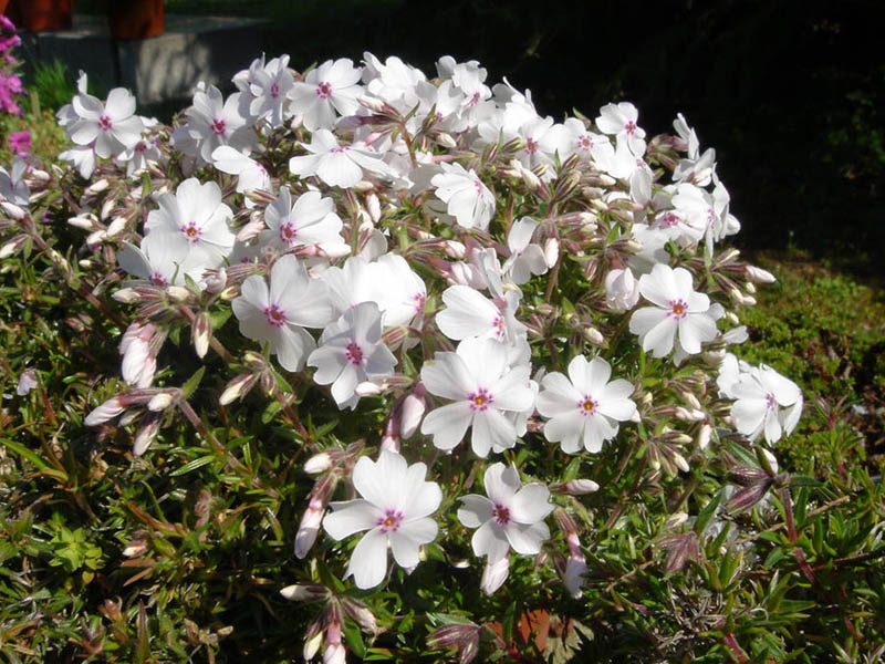 Phlox subulata "Amazing Grace"