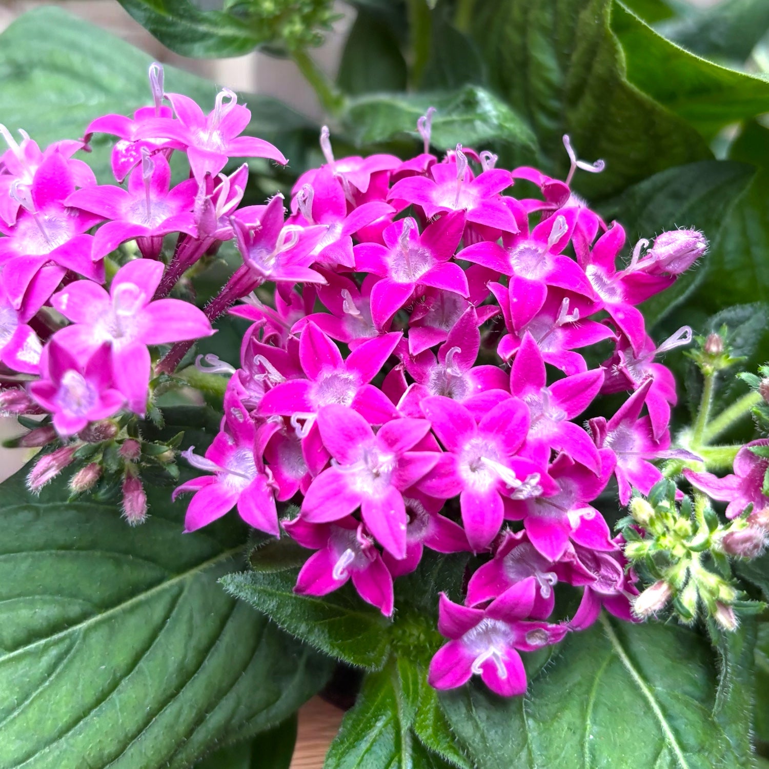 Pentas lanceolata "Graffiti Violet"