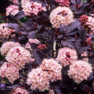 Physocarpus opulifolius "Lady in Red" väike
