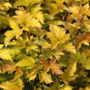 Physocarpus opulifolius "Little Leena" 20 cm pott
