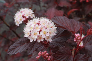 Physocarpus opulifolius "Mindia" 20 cm pott