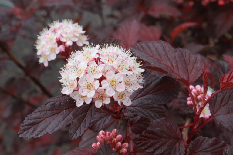 Physocarpus opulifolius "Mindia" 20 cm pott