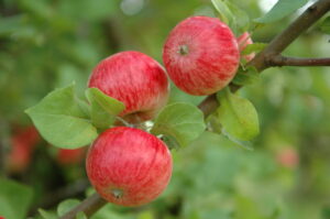 Malus domestica "Pirja"