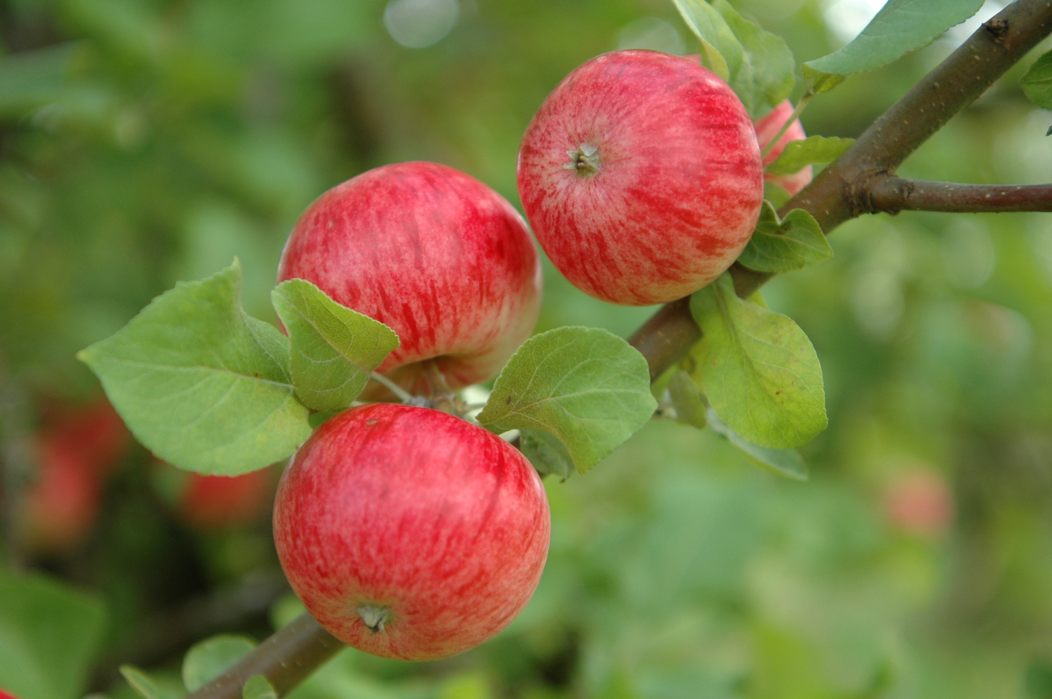 Malus domestica "Pirja"