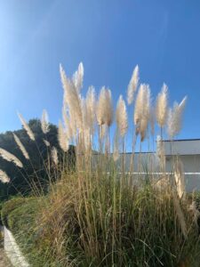 Cortaderia selloana "Pampas Plume"