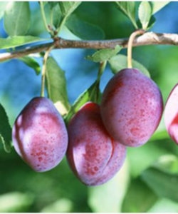 Prunus domestica "Vengerka Krupnoplodnaja"
