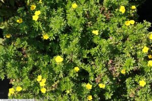 Potentilla fruticosa "Goldfinger" 20 cm vazonas