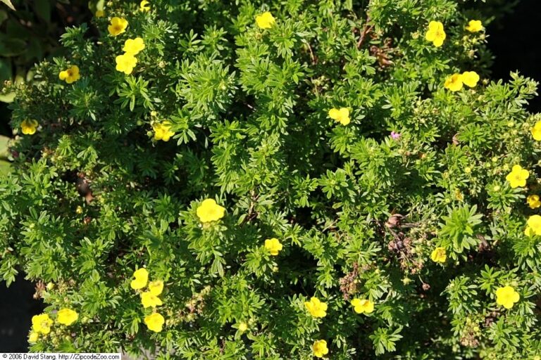 Potentilla fruticosa "Goldfinger" 20 cm pott