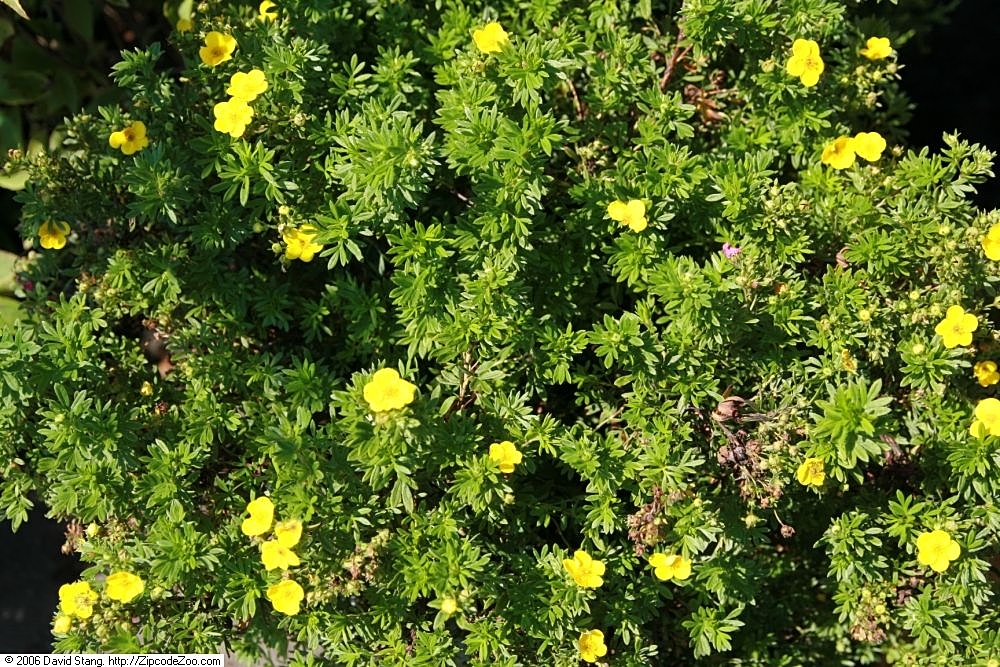 Potentilla fruticosa "Goldfinger" 20 cm pot