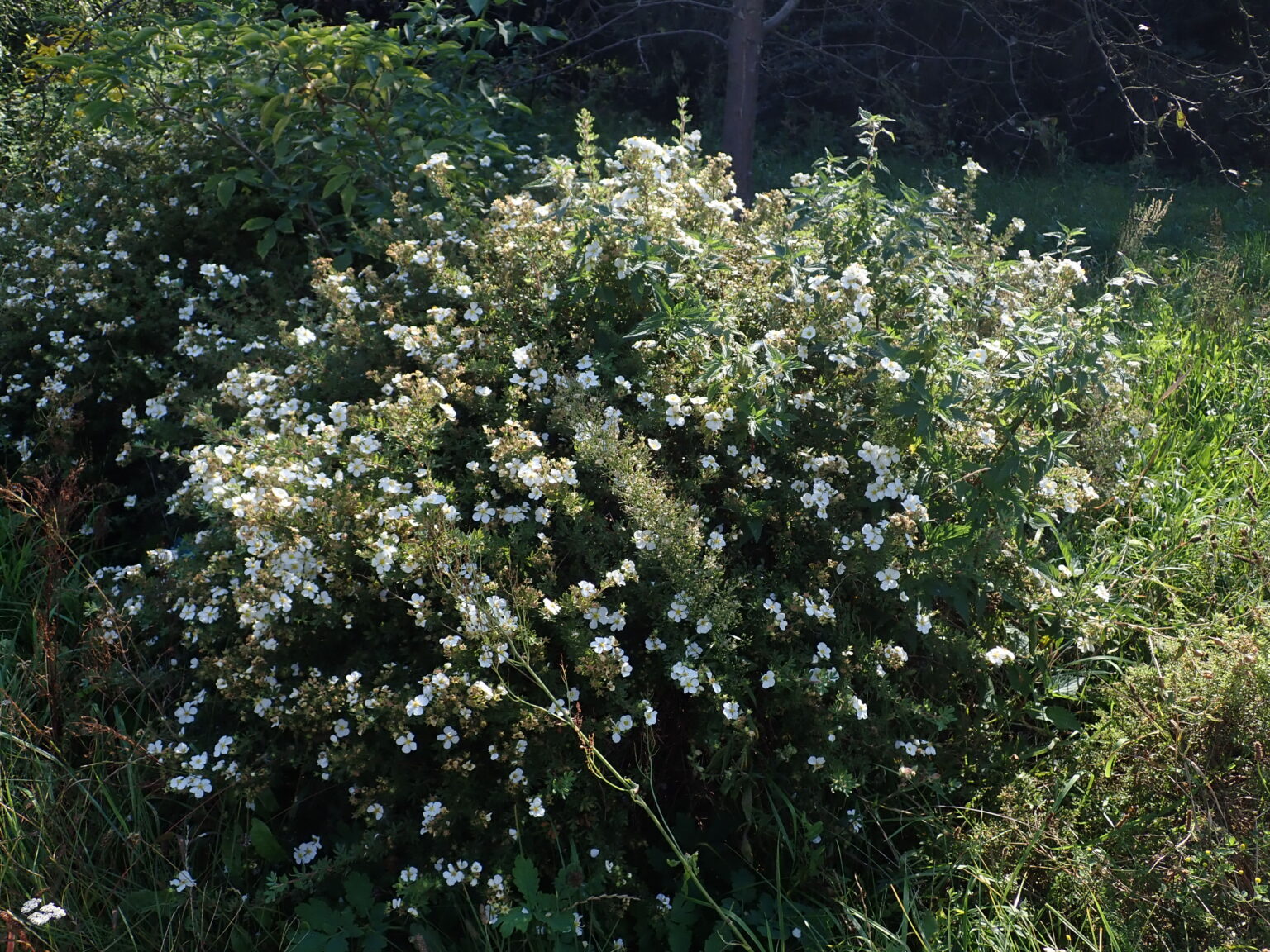 Potentilla fruticosa "McKay's White" 20 cm pot