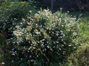 Potentilla fruticosa "McKay's White" 20 cm vazonas