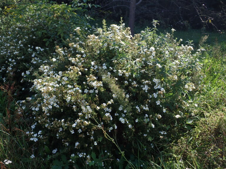 Potentilla fruticosa "McKay's White" 20 cm pott