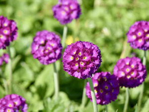 Primula denticulata