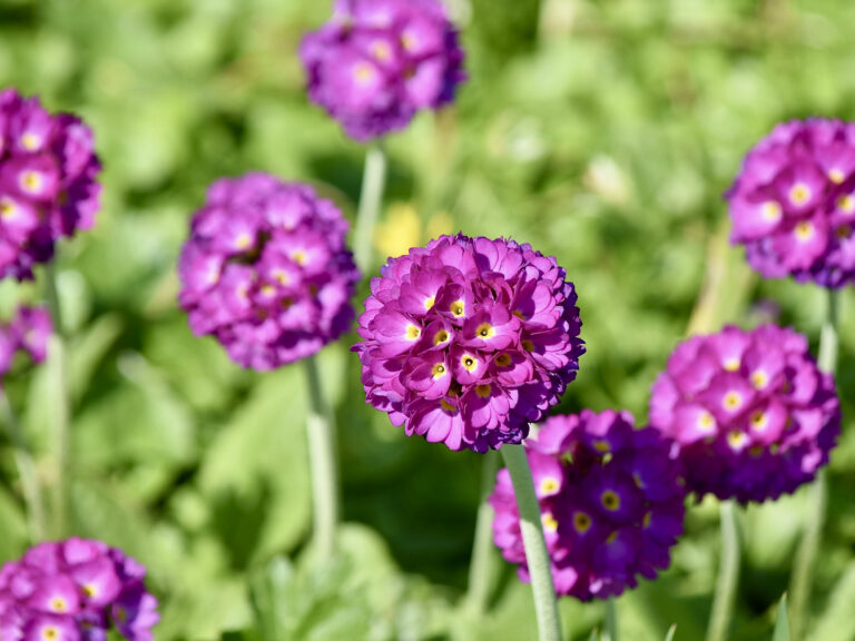 Primula denticulata