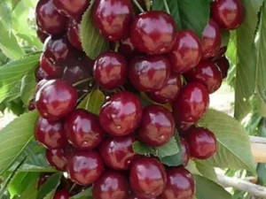 Prunus avium "Queen Mary"