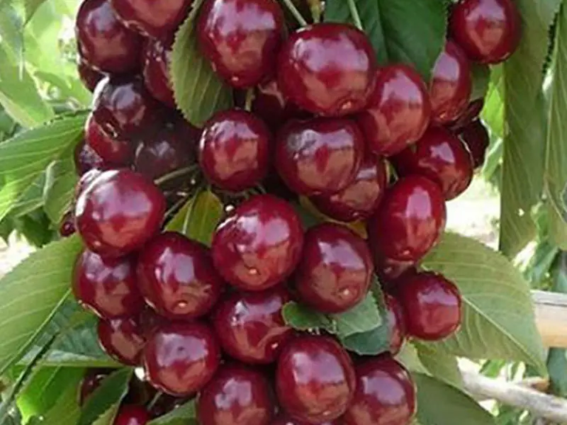 Prunus avium "Queen Mary"