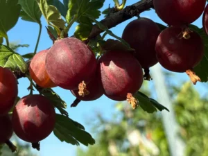 Ribes uva-crispa "Rita"